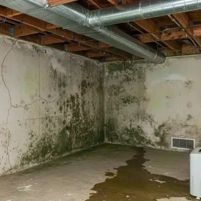 Professional Mold Removal in Hatfield, MA